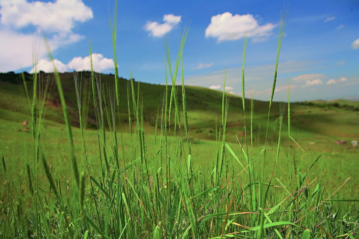 WildWheat_Erebuni_Reserve