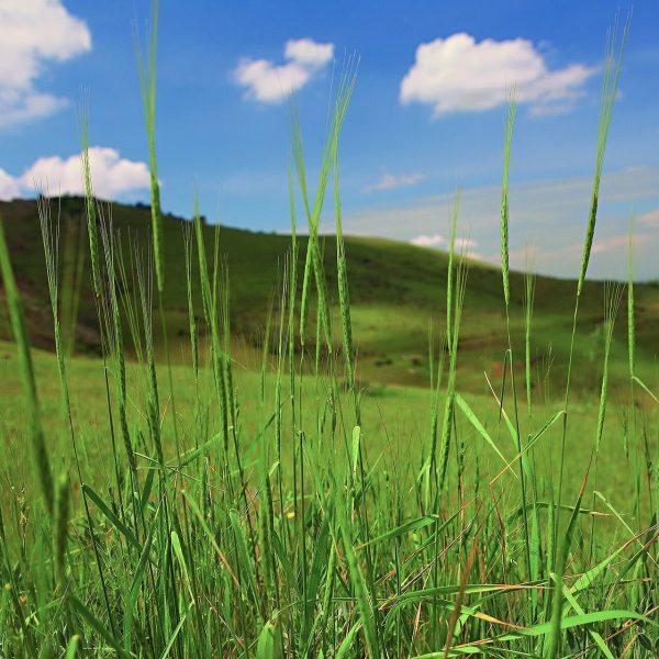 WildWheat_Erebuni_Reserve