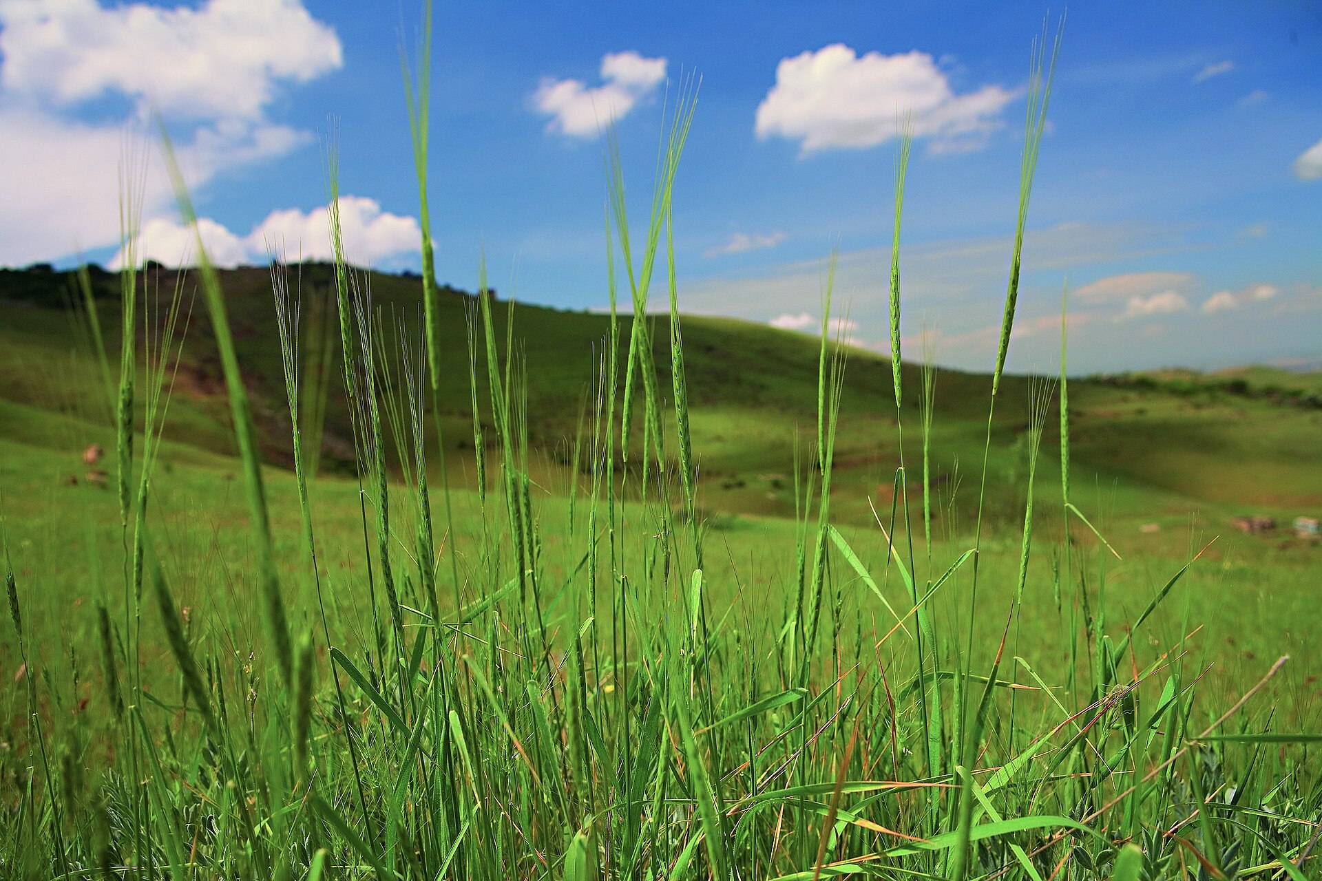 WildWheat_Erebuni_Reserve