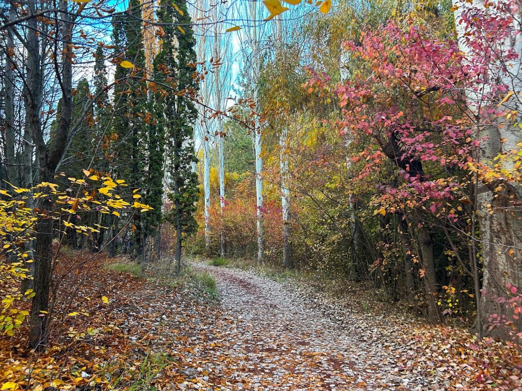 forêt jrvezh