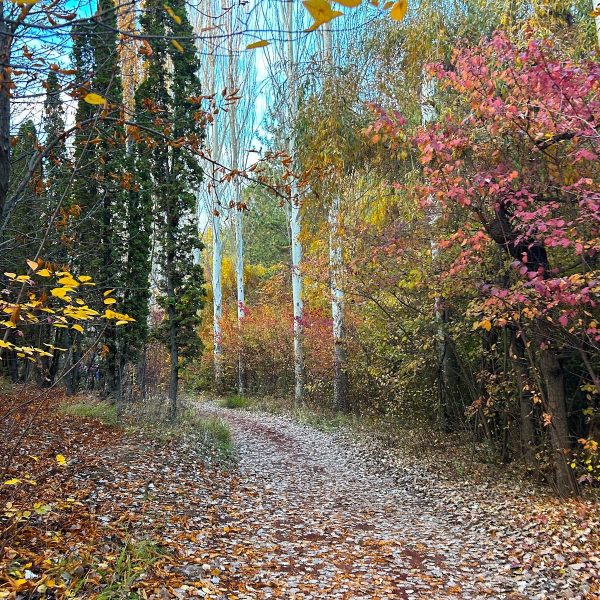 forêt jrvezh