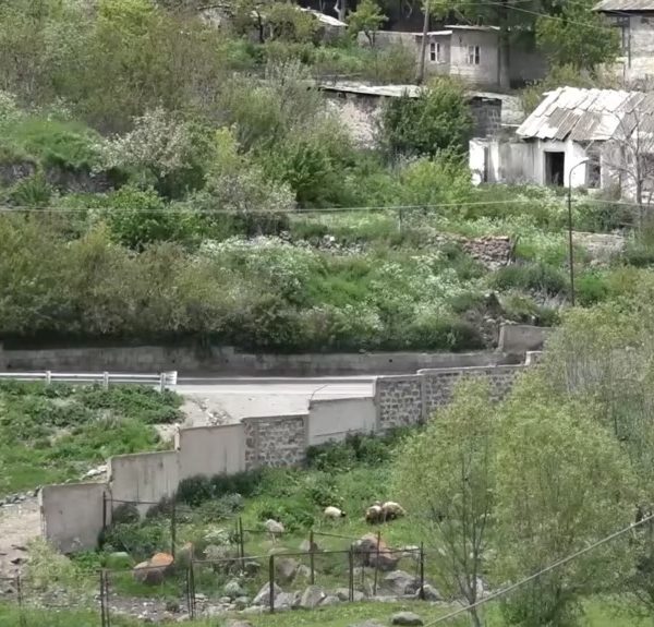 Շաքի